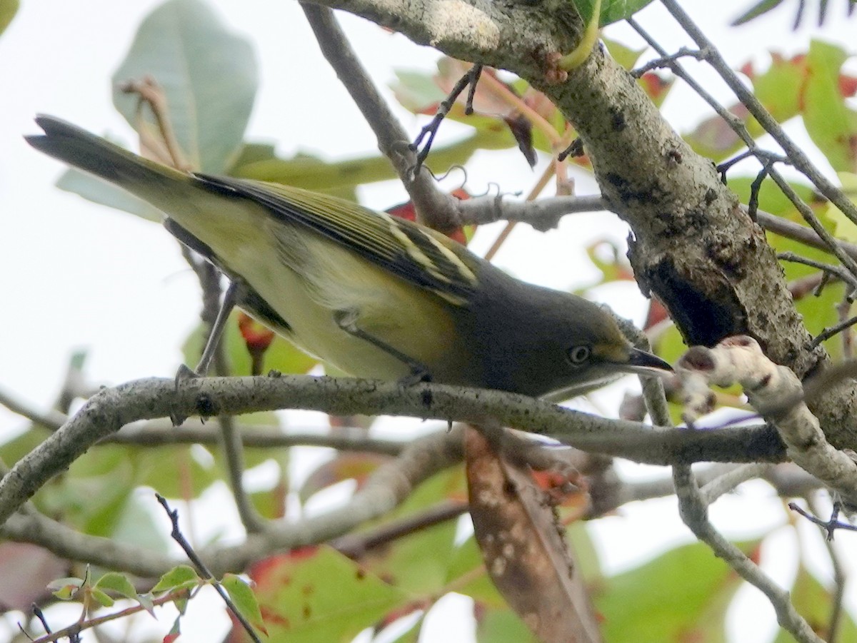 Vireo Ojiblanco - ML609708635