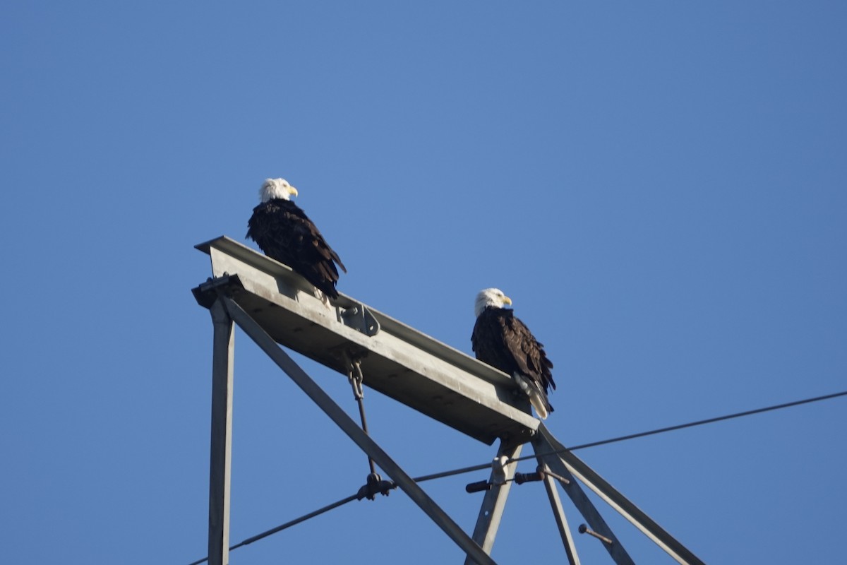 Weißkopf-Seeadler - ML609708636