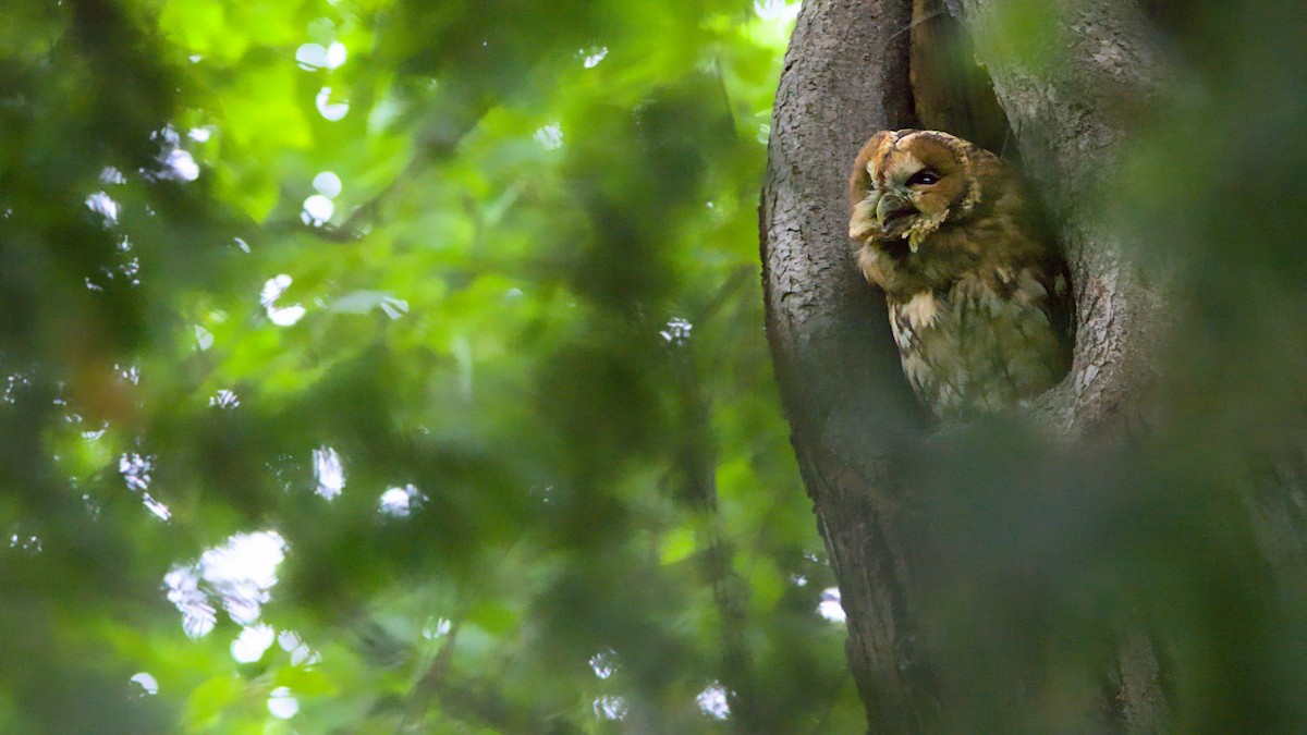 Tawny Owl - ML609708702