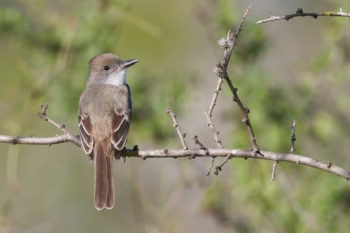 Brown-crested Flycatcher - ML609708786