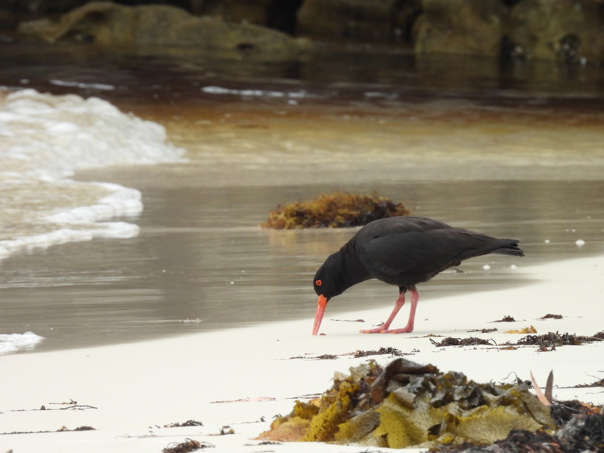 Sooty Oystercatcher - ML609708839