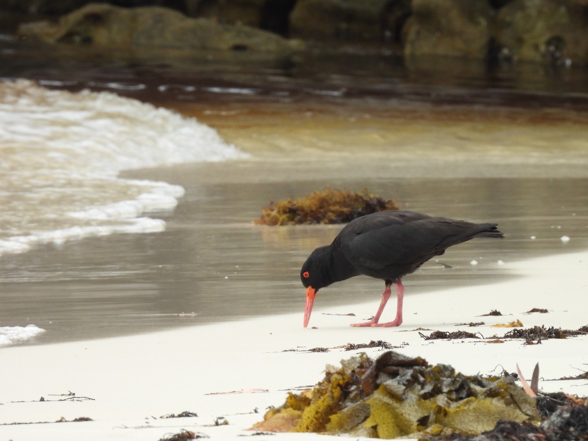 Sooty Oystercatcher - Annie Shao