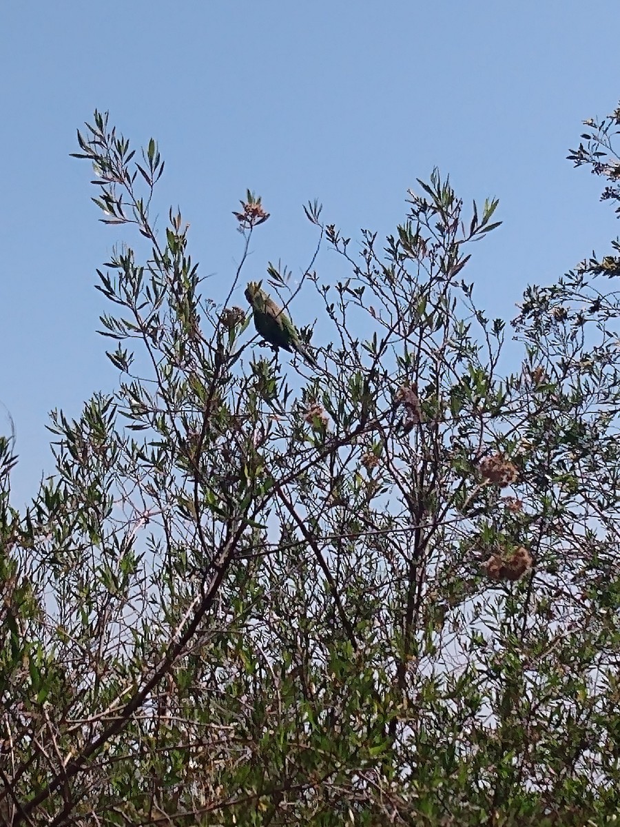 Monk Parakeet - ML609708856