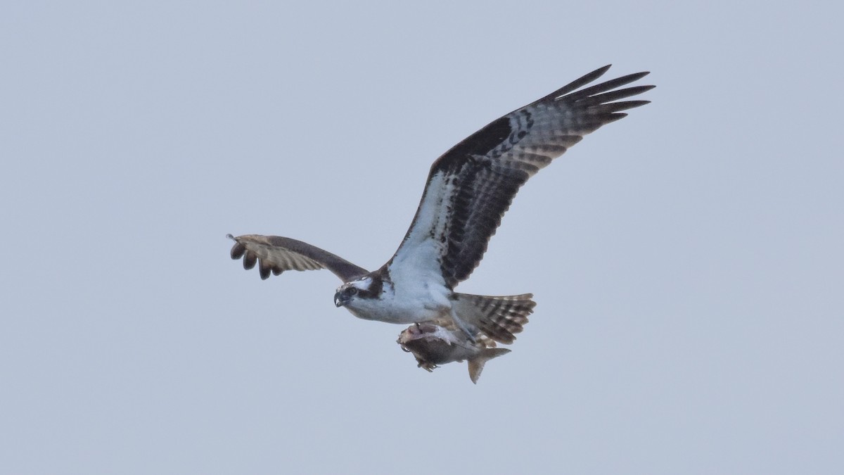 Balbuzard pêcheur - ML609708889