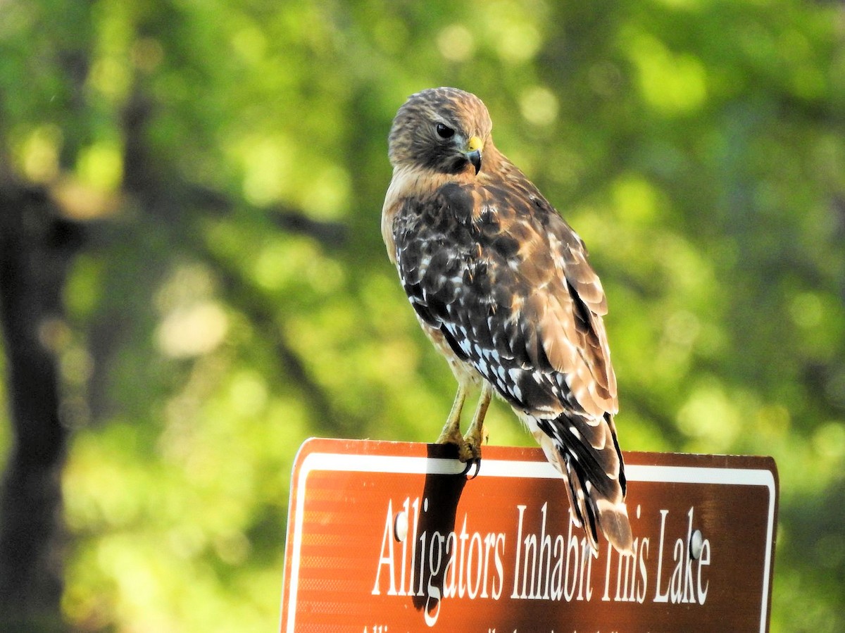 Red-shouldered Hawk - ML609708890