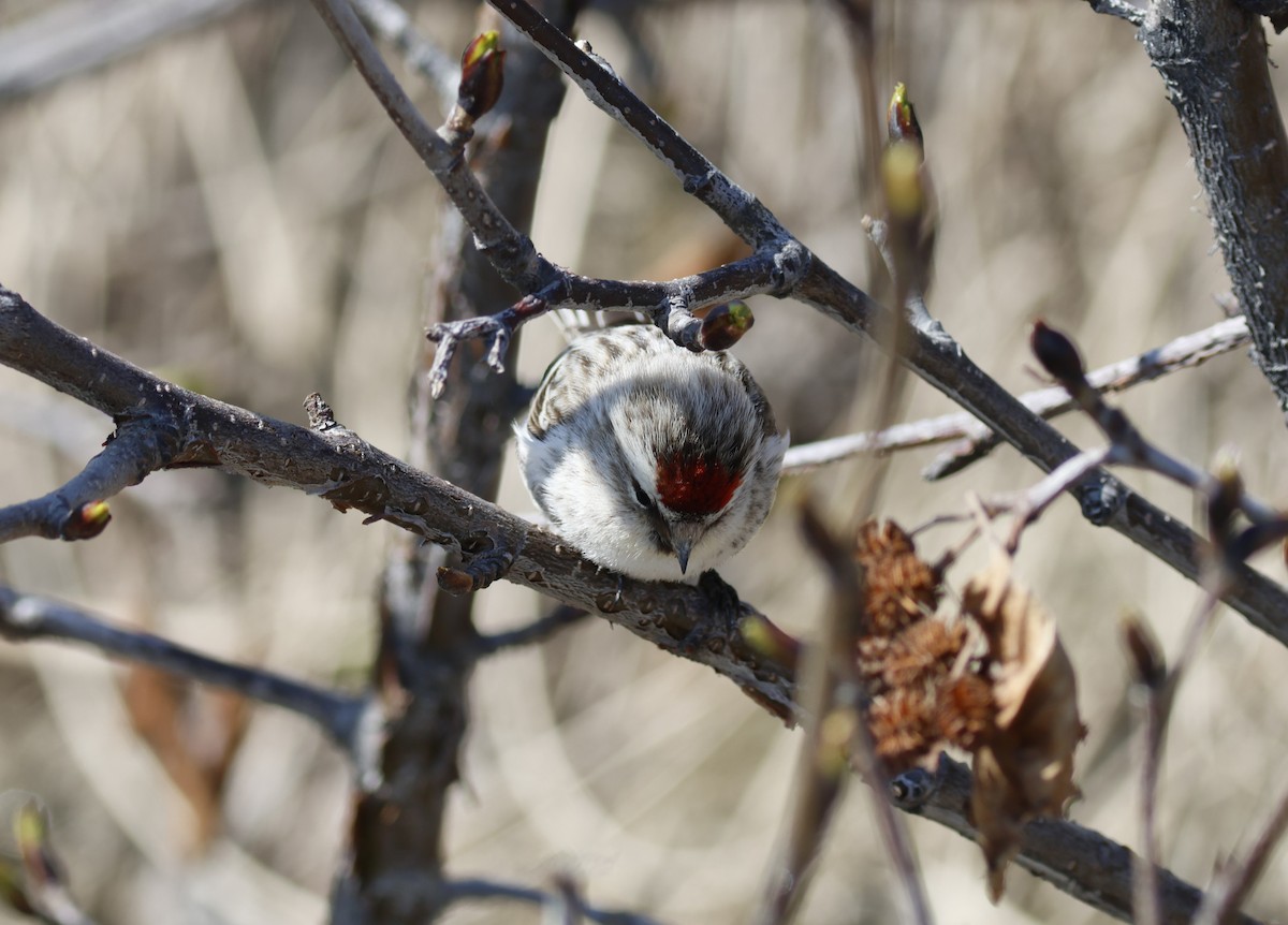 Hoary Redpoll - ML609708909