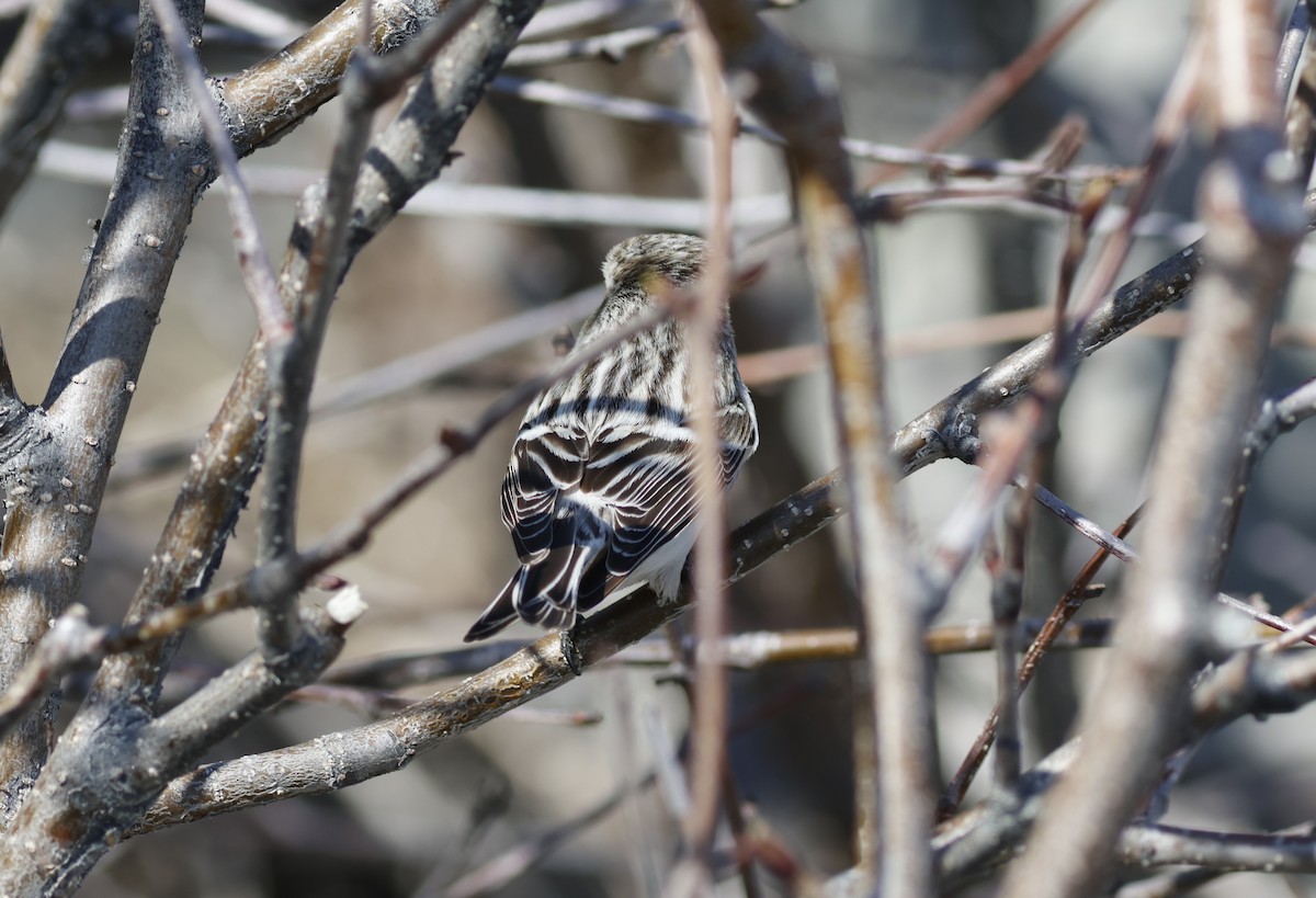 Hoary Redpoll - ML609708910