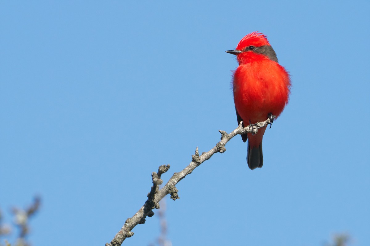 Vermilion Flycatcher - ML609709007