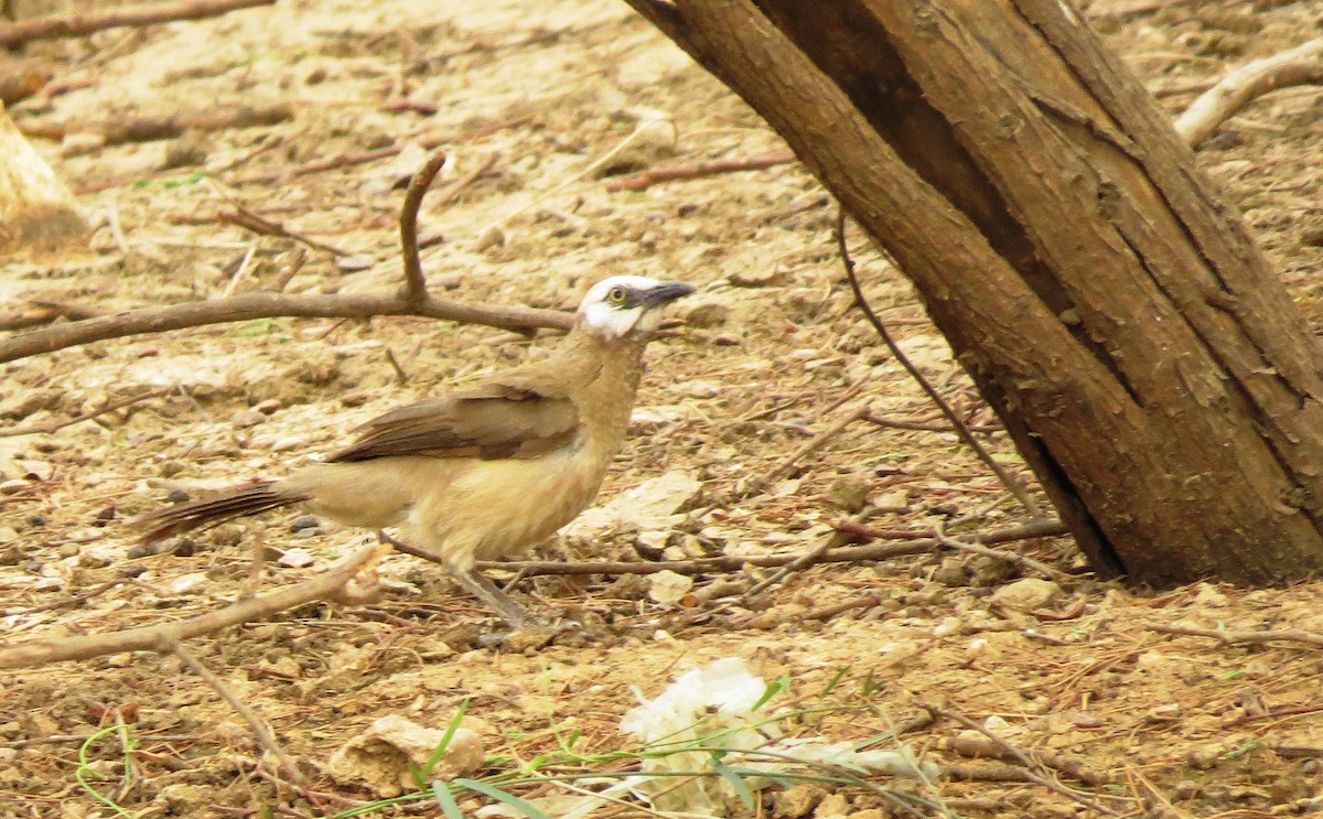 Cretzschmar's Babbler - Zlatan Celebic