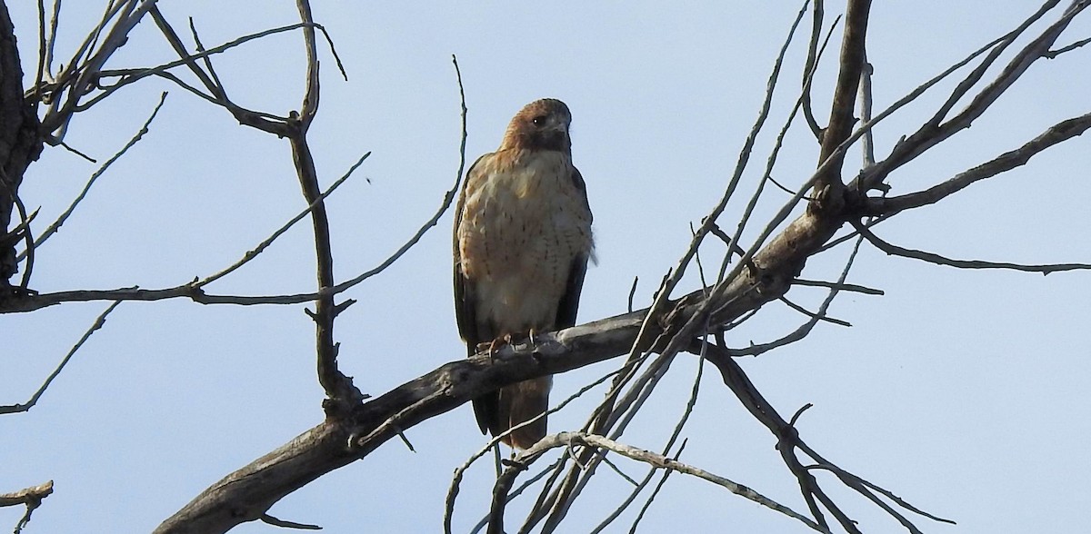 Red-tailed Hawk - ML609709084