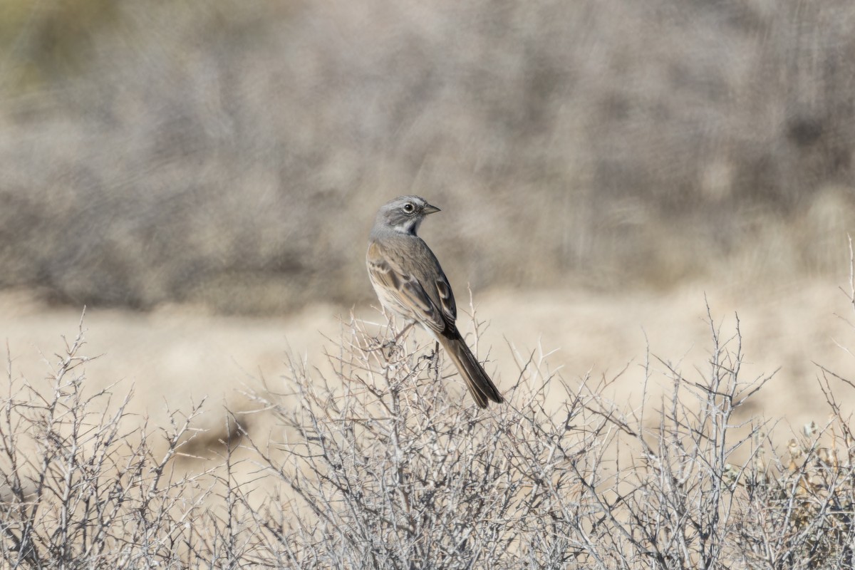 Bell's Sparrow - Amy Rangel