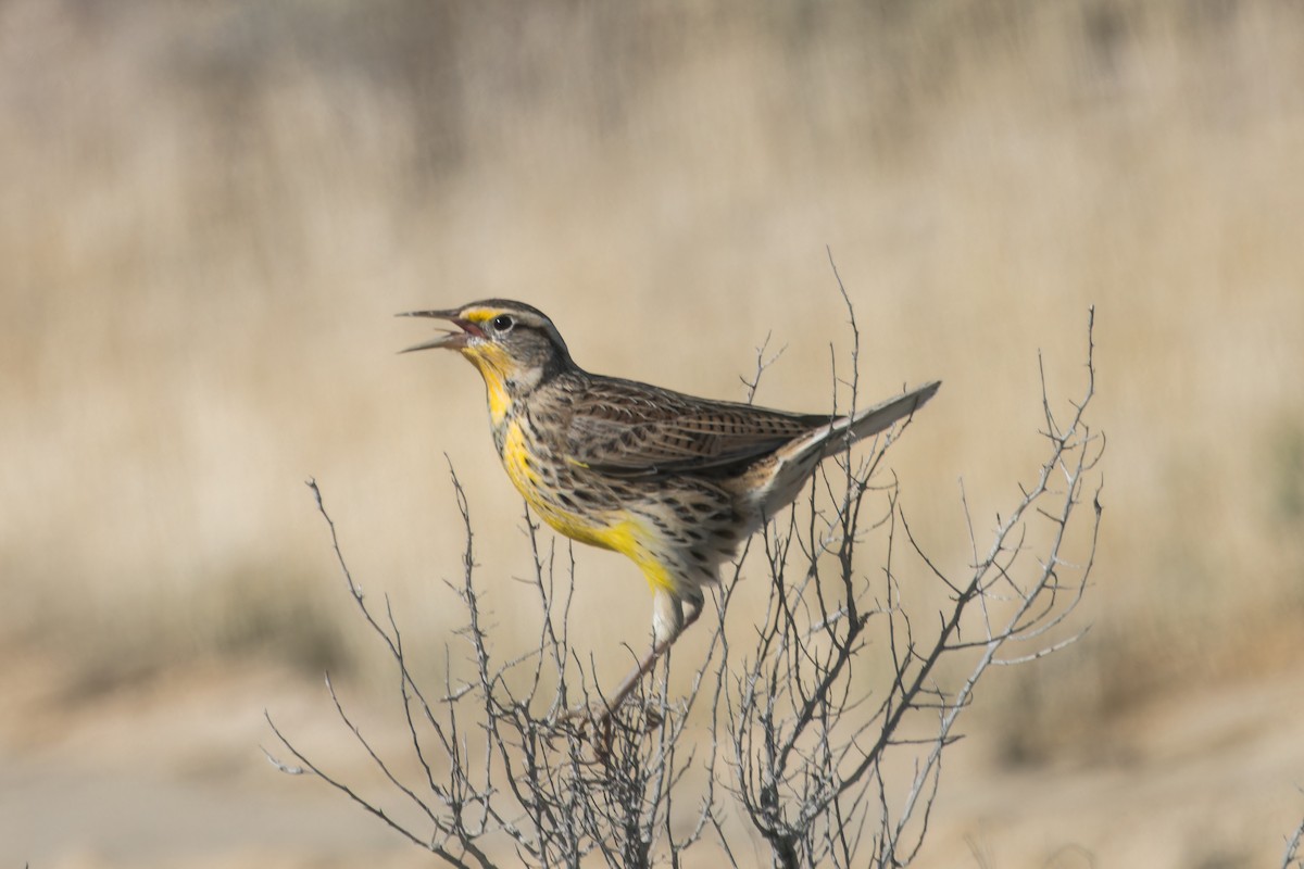 Western Meadowlark - ML609709106