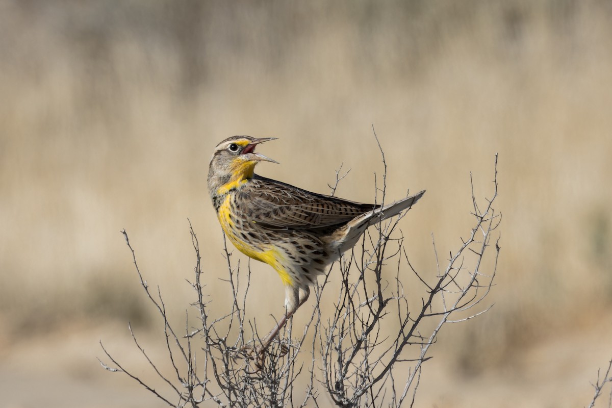 Western Meadowlark - Amy Rangel