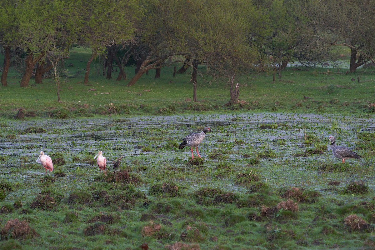 Southern Screamer - ML609709121