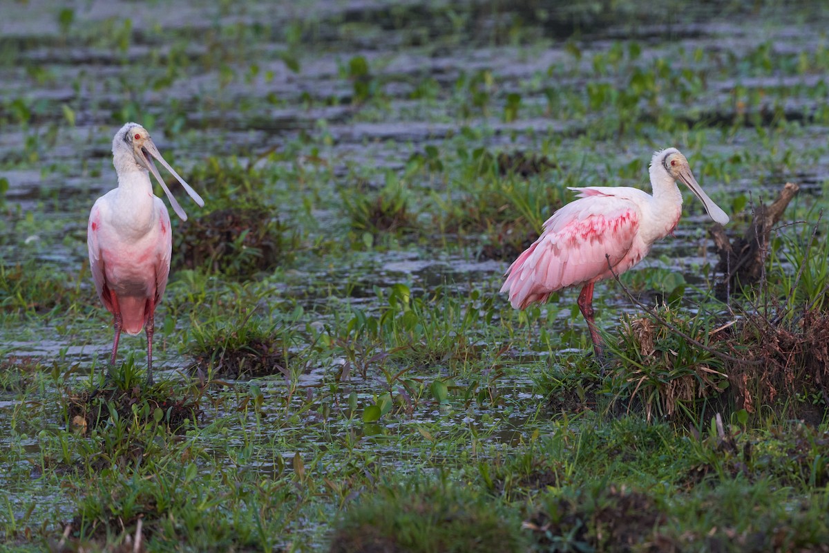 Roseate Spoonbill - ML609709137