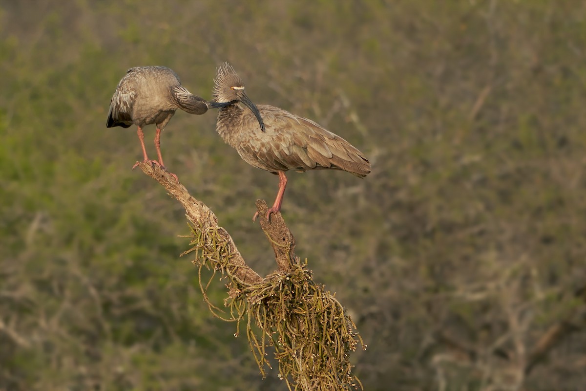 Plumbeous Ibis - ML609709145