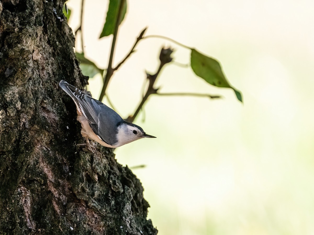 White-breasted Nuthatch - Leah Turner