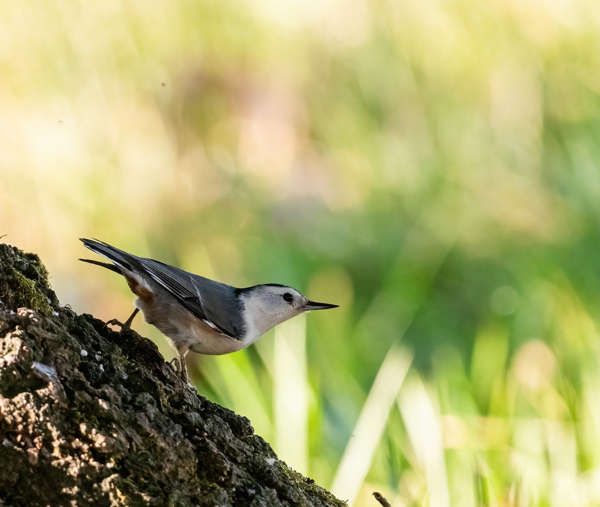 White-breasted Nuthatch - ML609709159