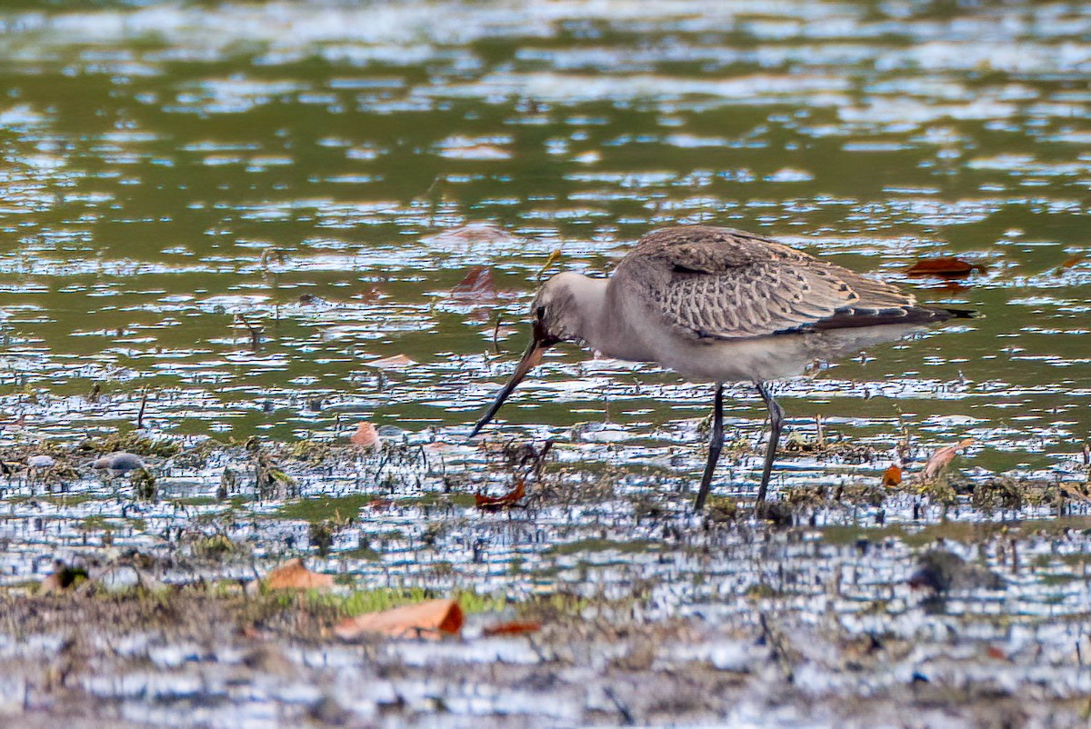 Hudsonian Godwit - ML609709167