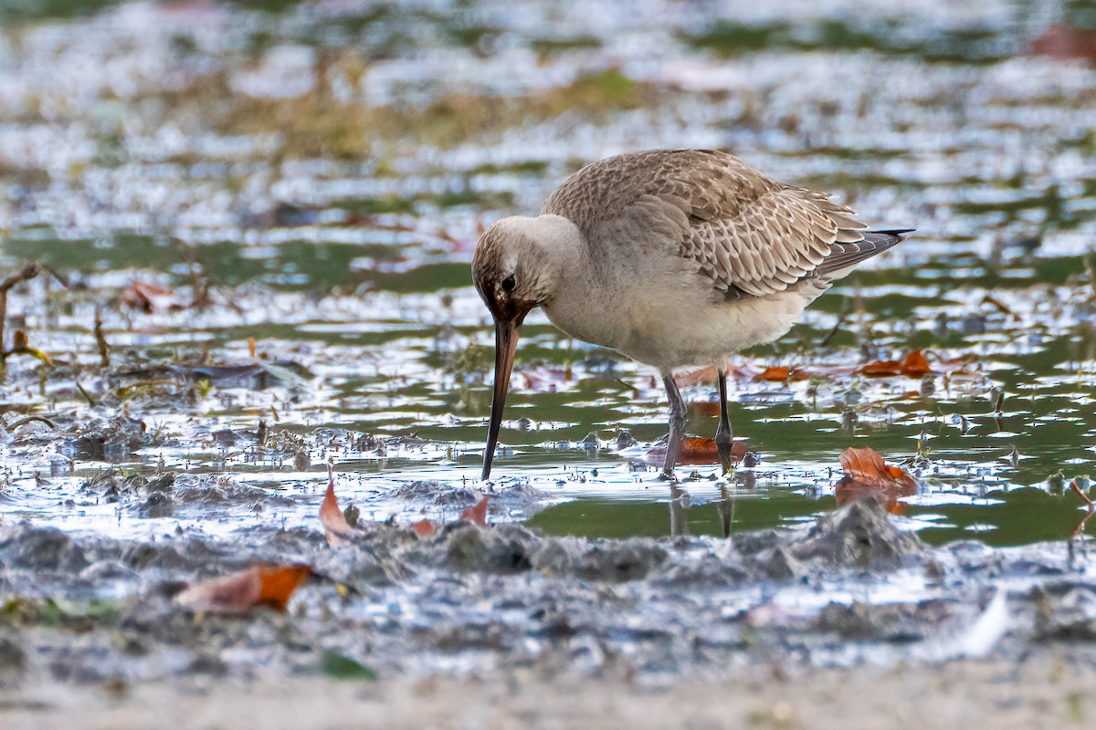 Hudsonian Godwit - ML609709168