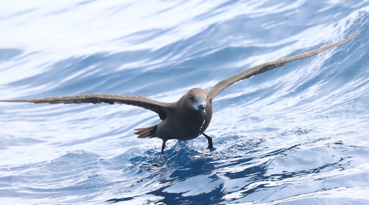 Gray-faced Petrel - Wayne Paes