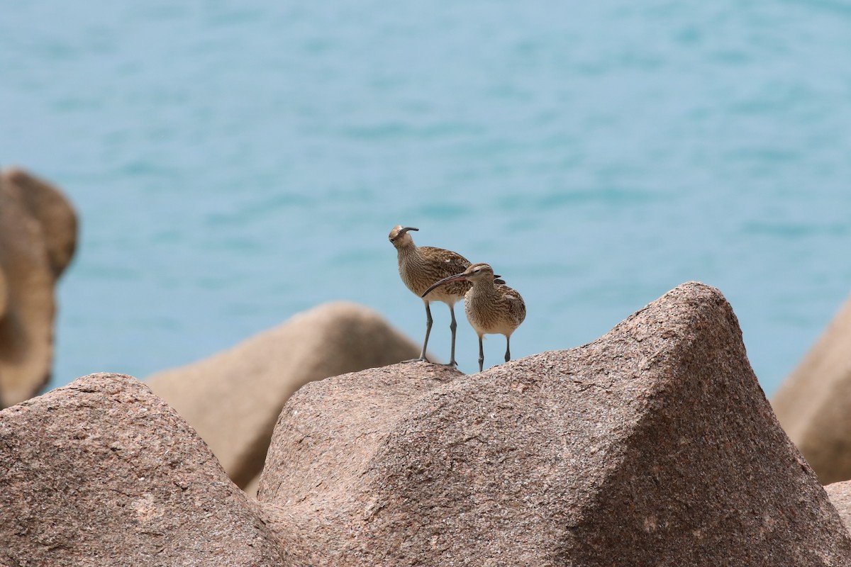 Whimbrel - ML609709258