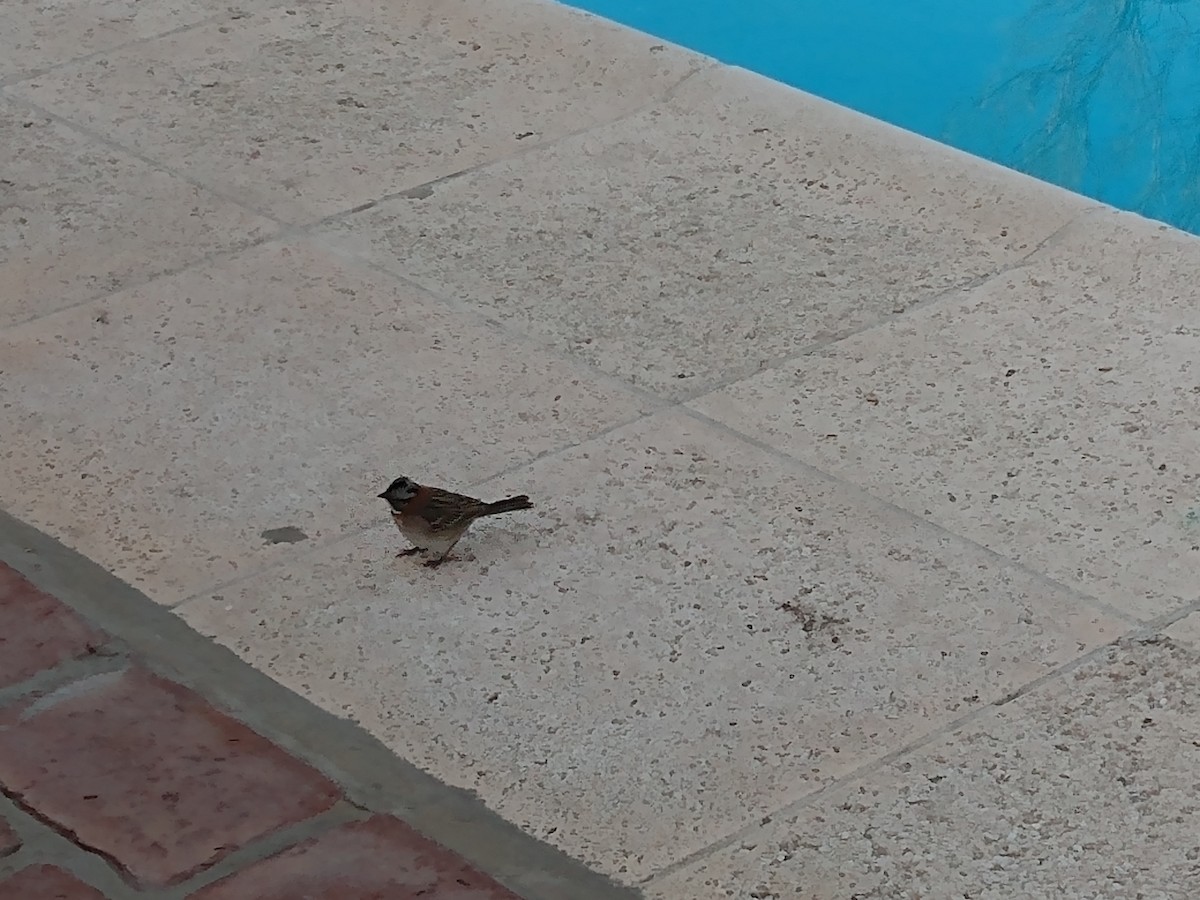 Rufous-collared Sparrow - ML609709285