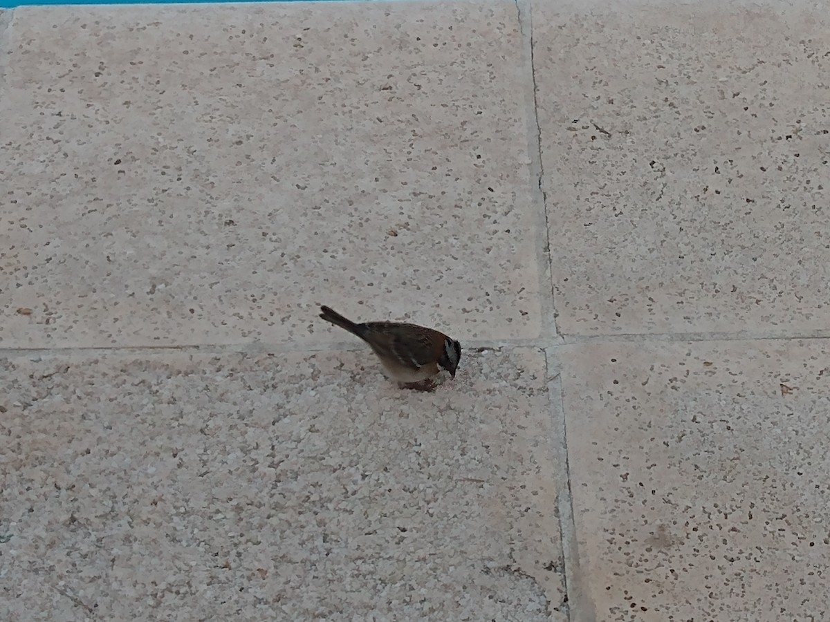 Rufous-collared Sparrow - ML609709286