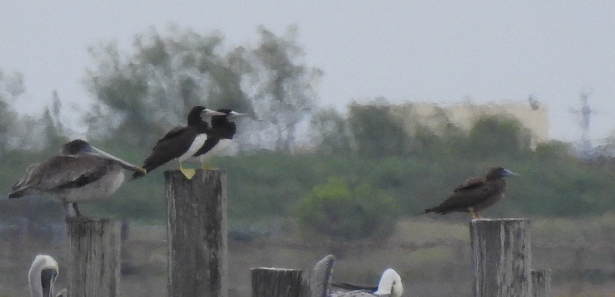 Brown Booby - ML609709300