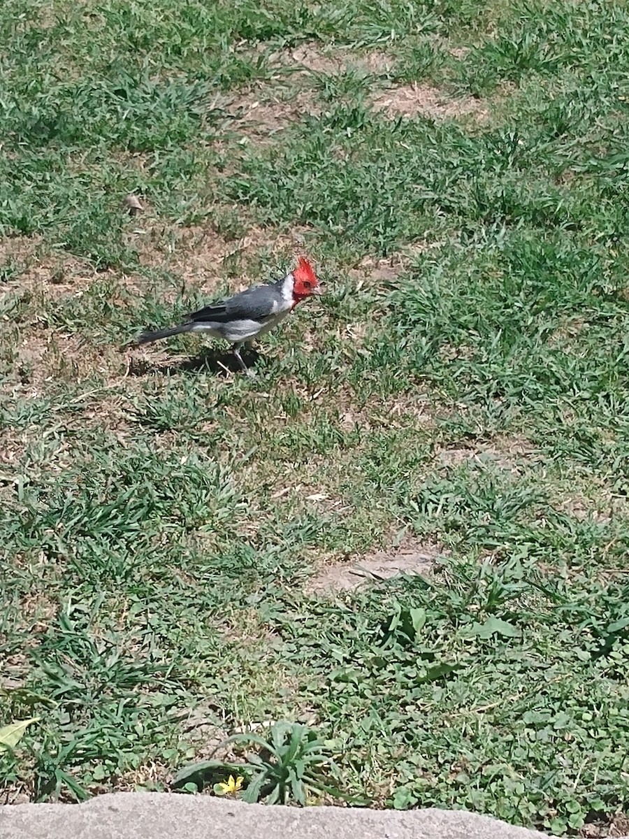 Red-crested Cardinal - ML609709303
