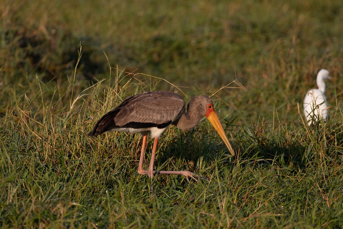 Yellow-billed Stork - ML609709350