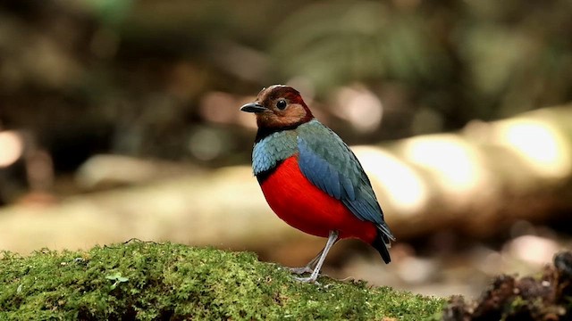 Sulawesi Pitta (Sulawesi) - ML609709431