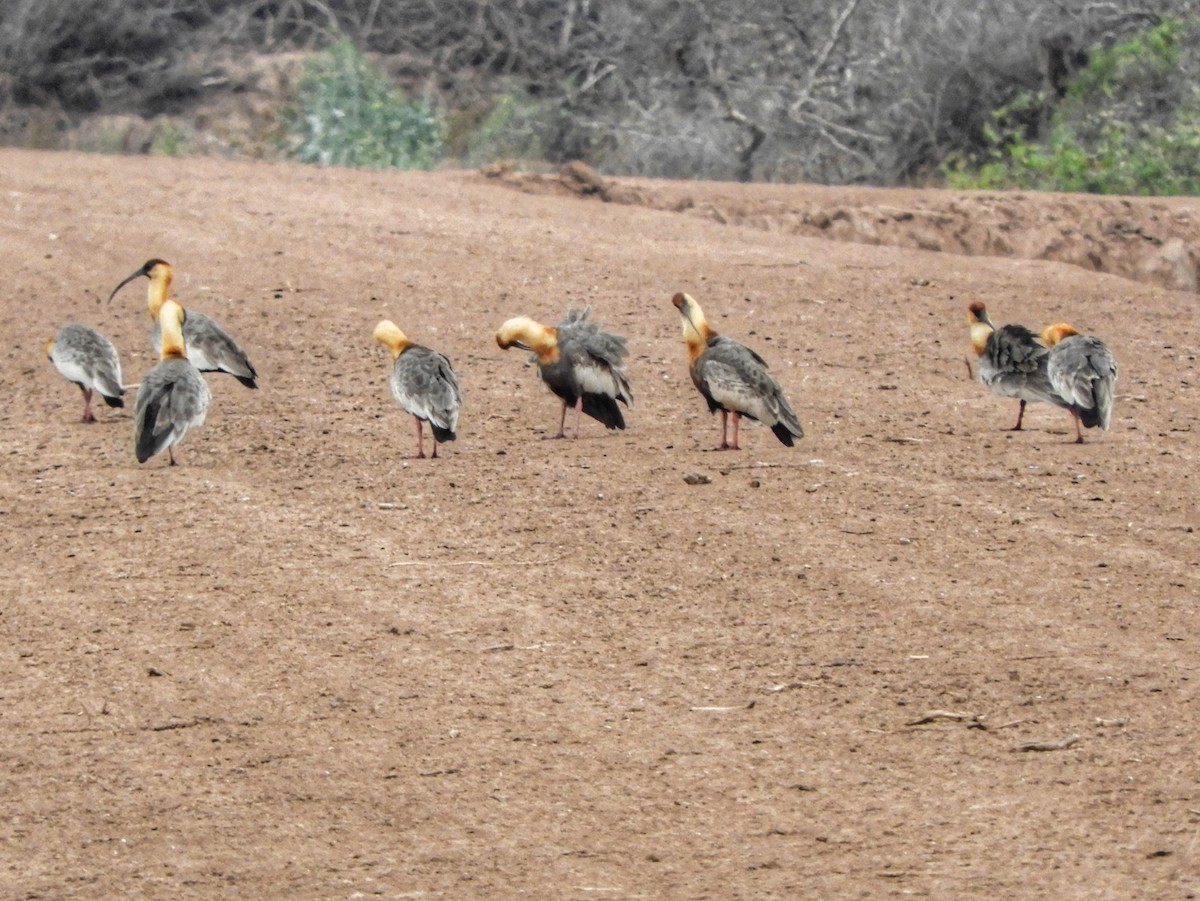 Buff-necked Ibis - Eugenia Macchi