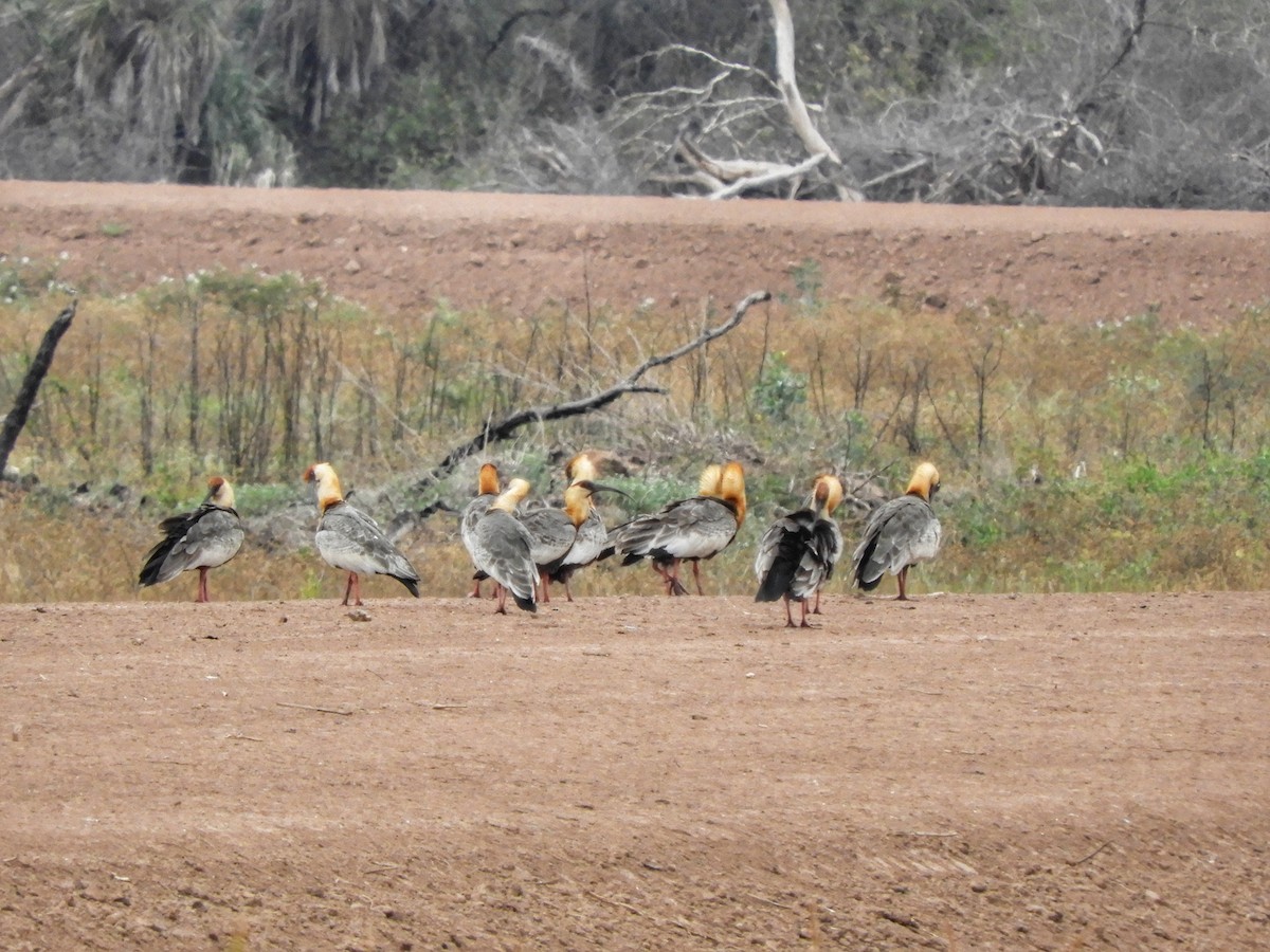 Buff-necked Ibis - Eugenia Macchi