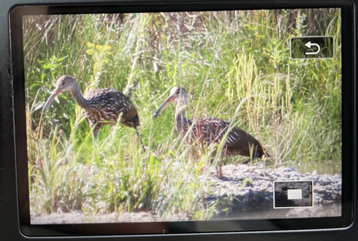 Limpkin - ML609709599