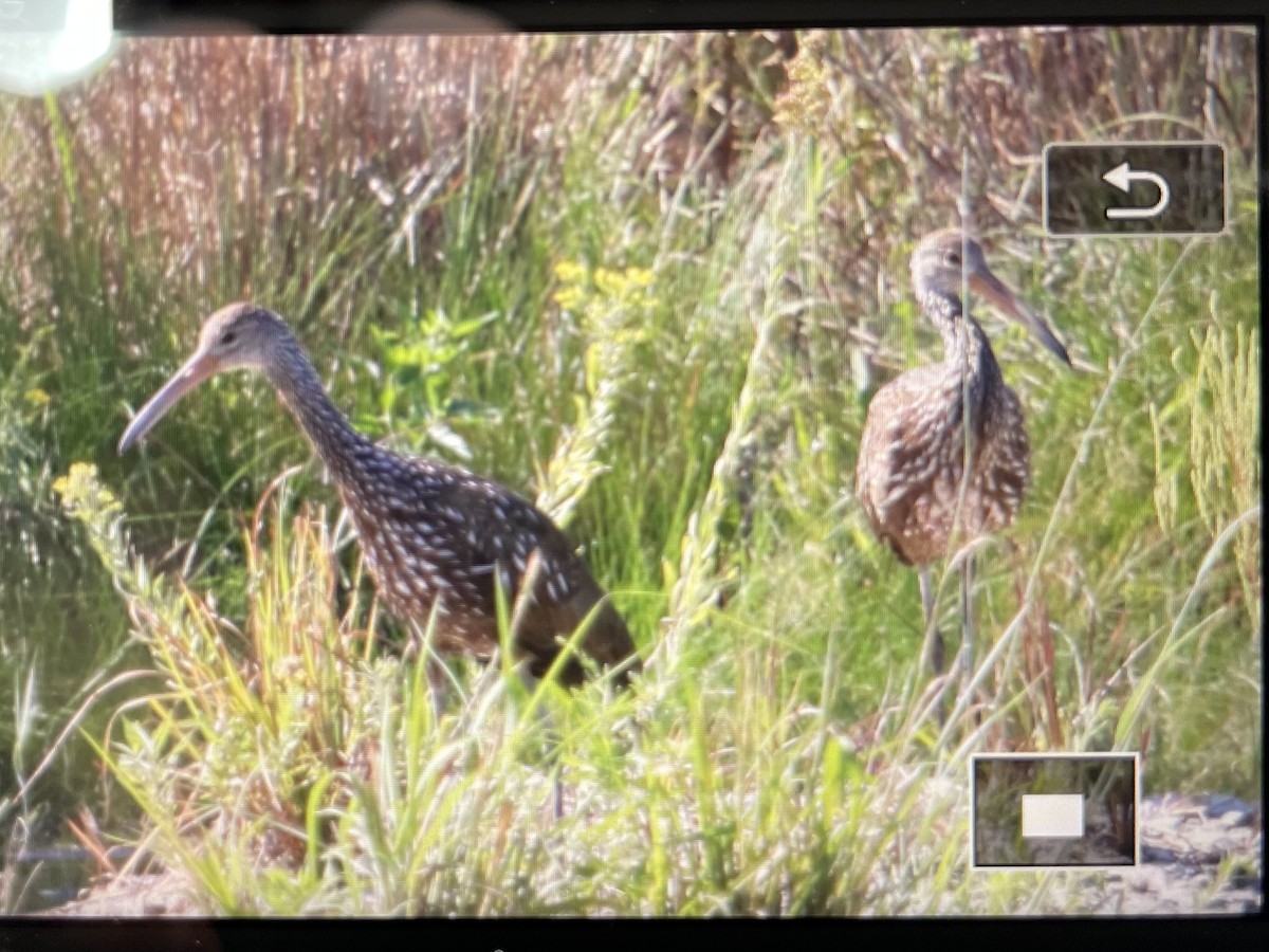 Limpkin - ML609709600