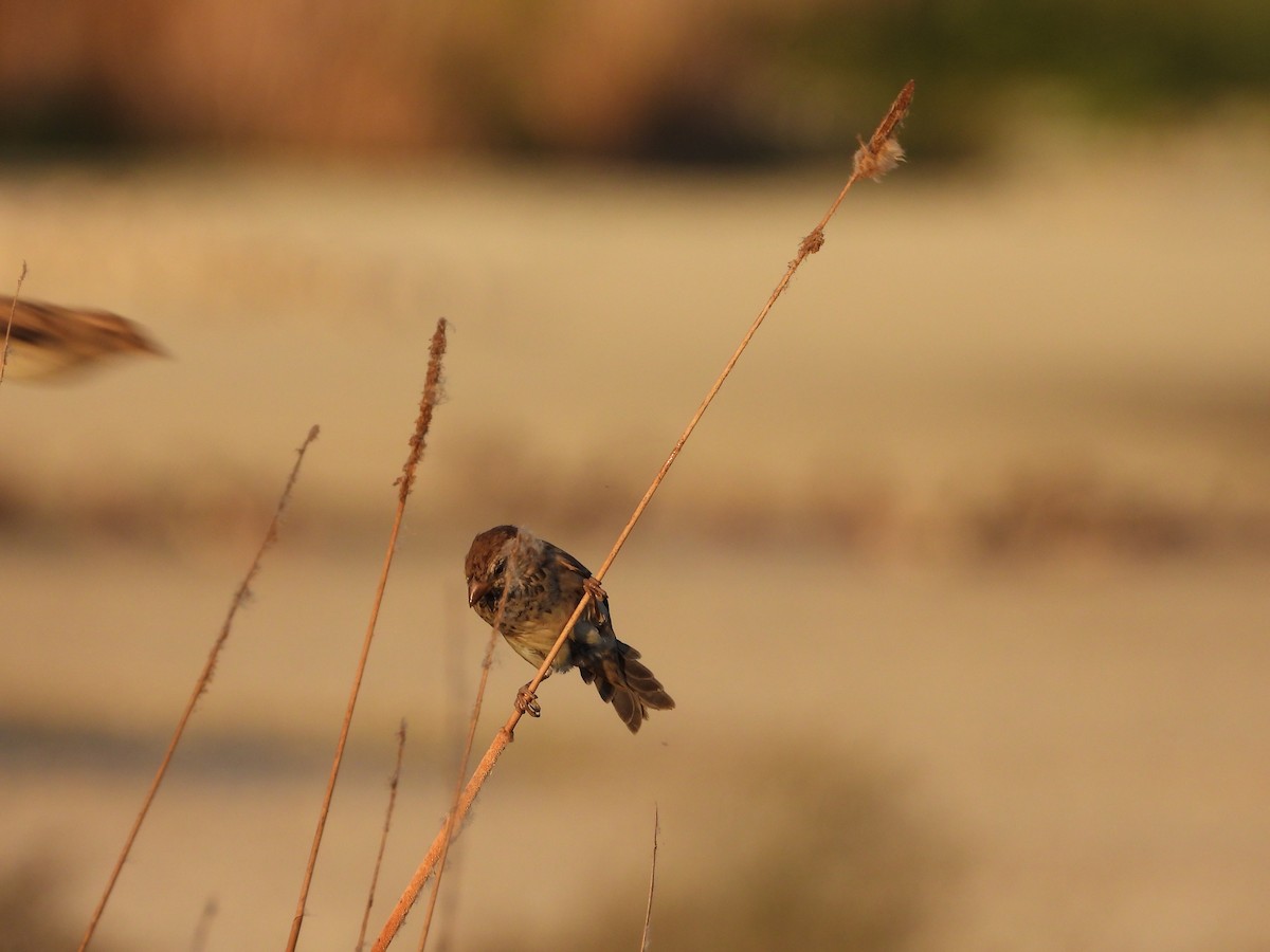 Spanish Sparrow - ML609709645