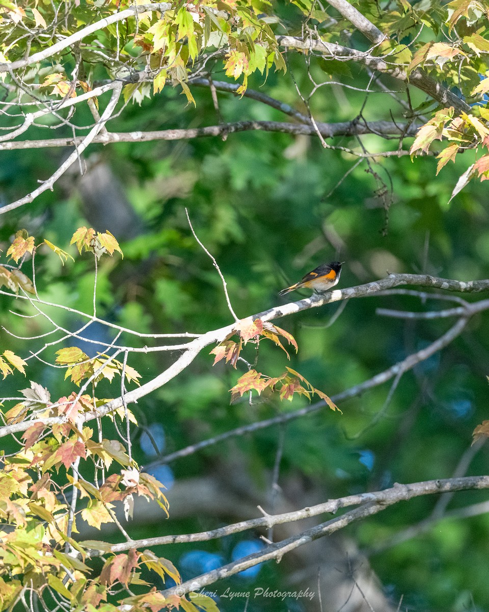 American Redstart - ML609709805