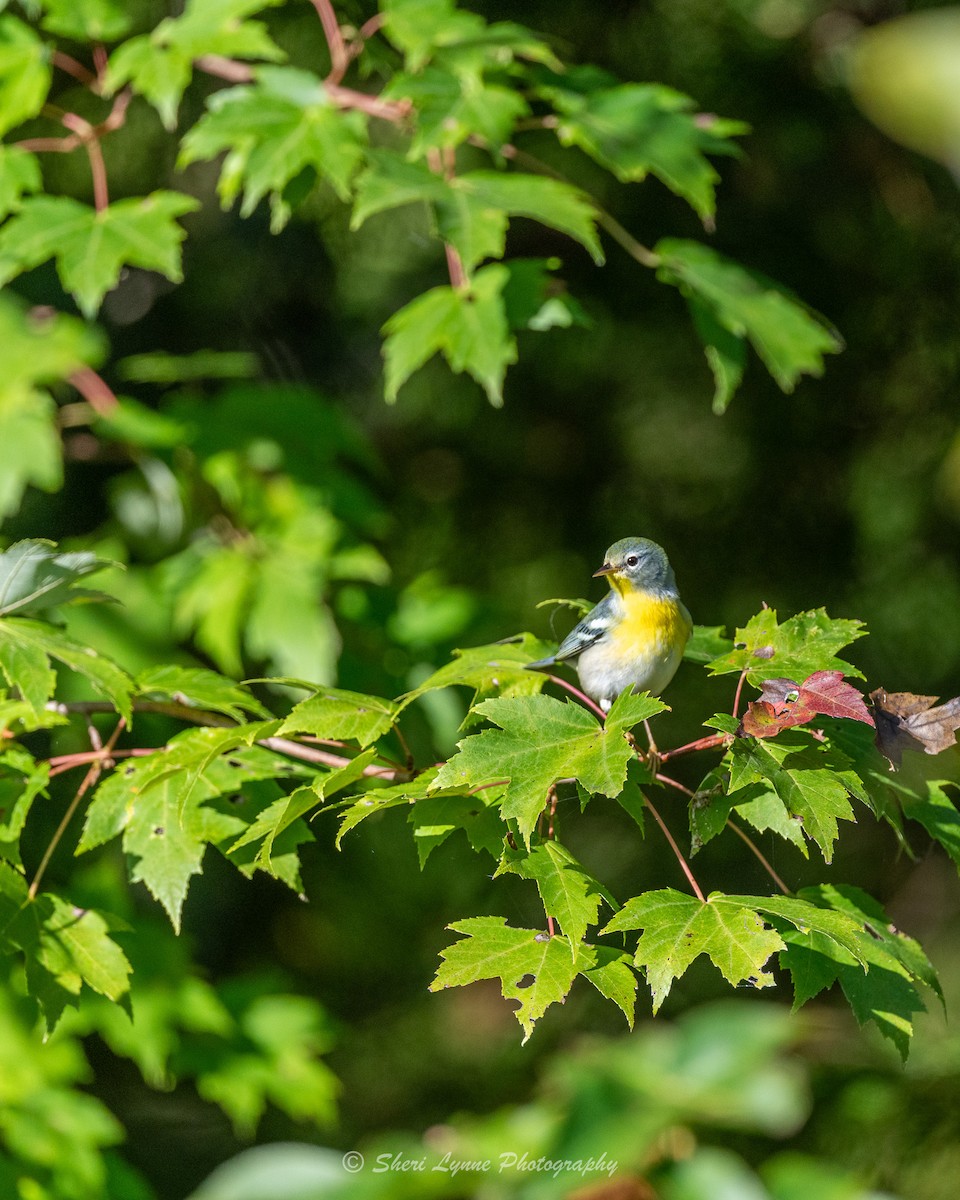 Northern Parula - ML609709817