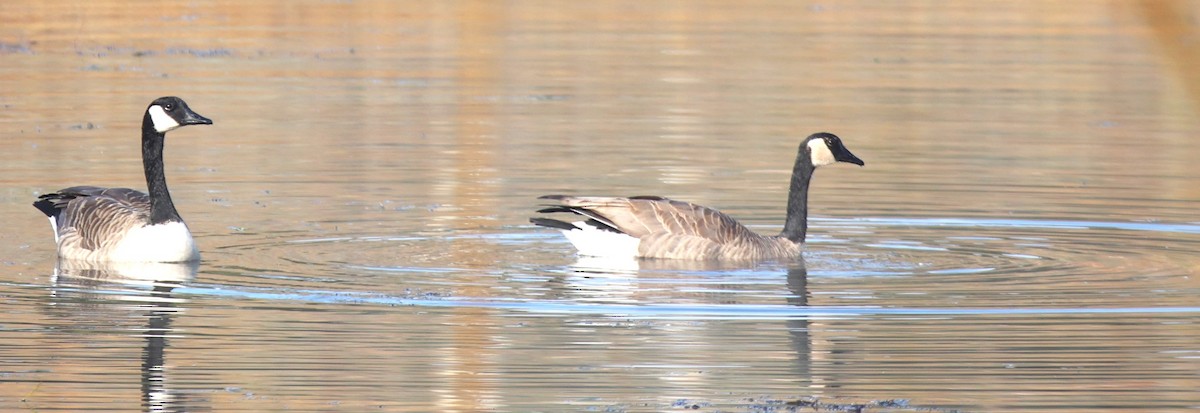 Canada Goose - ML609709893