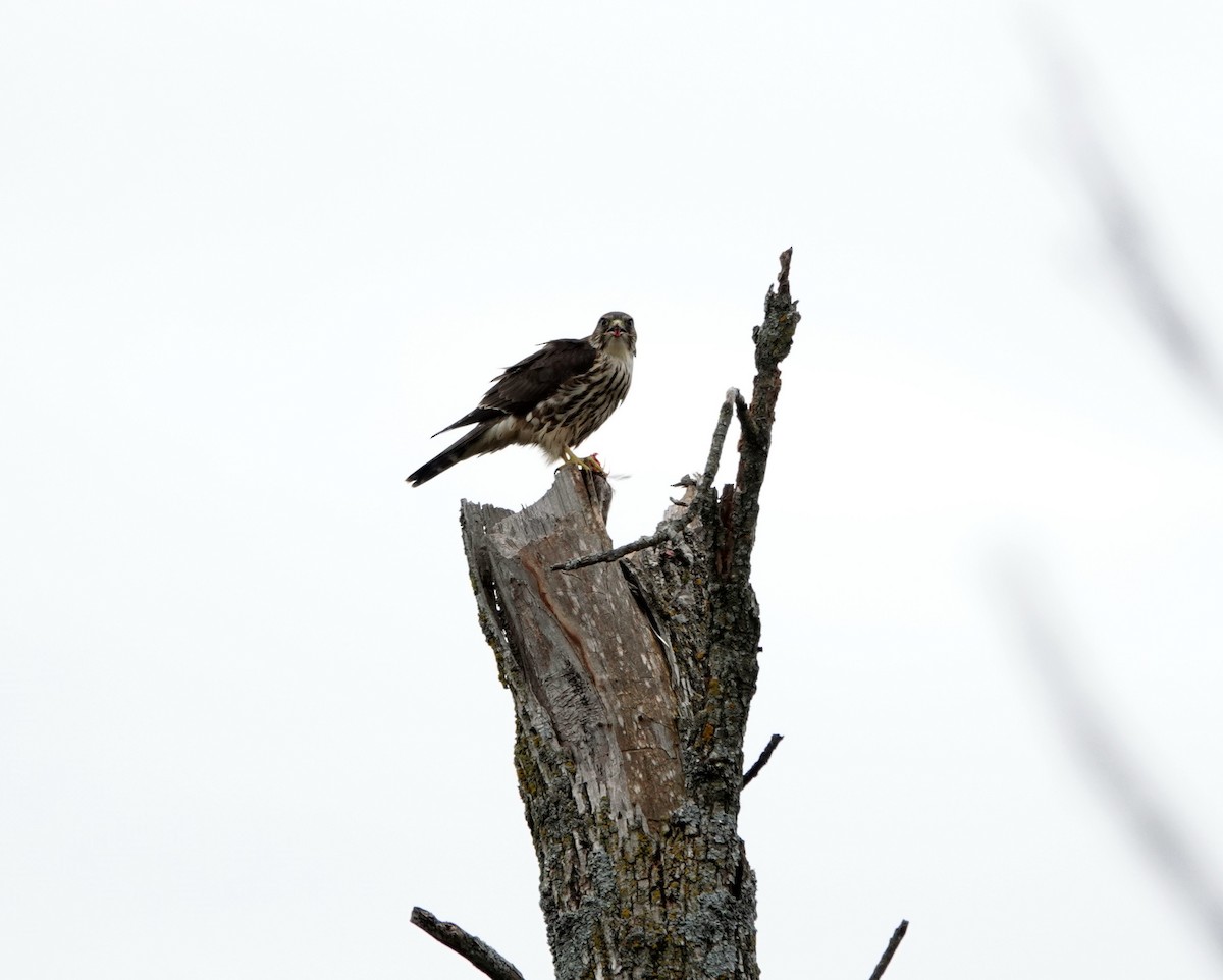 Merlin - ML609709909