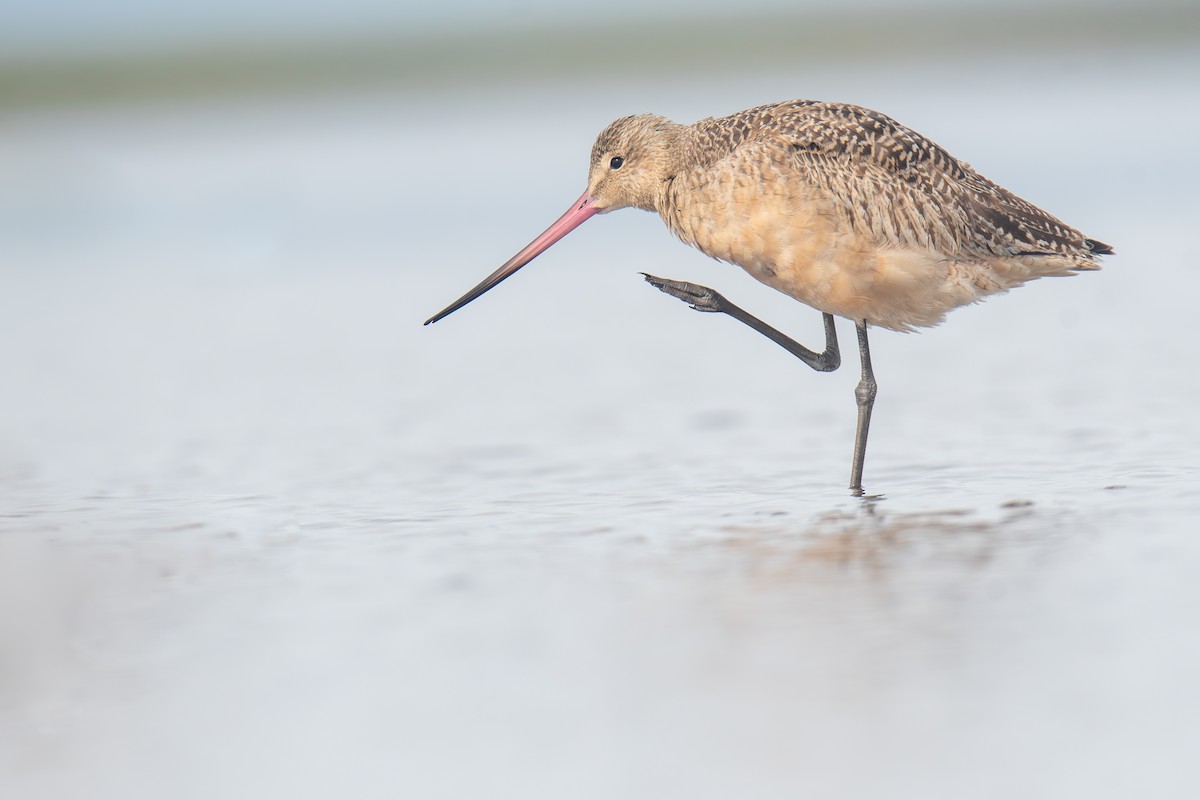 Marbled Godwit - ML609709933