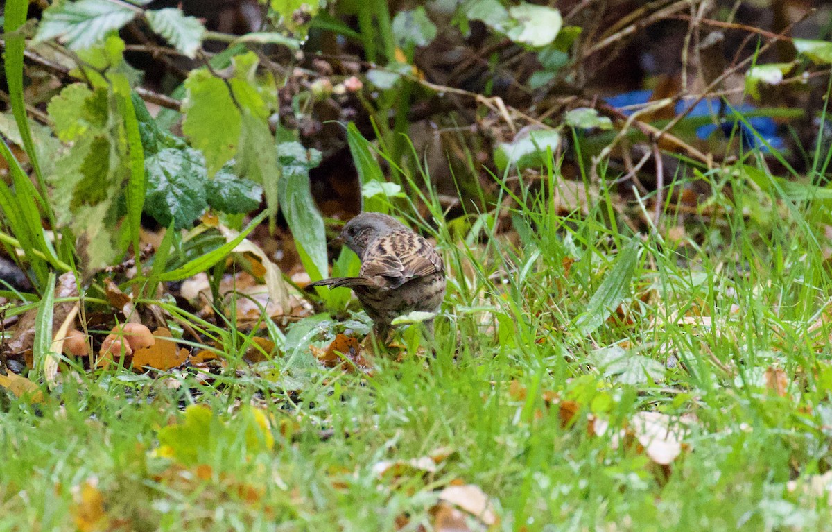 Dunnock - ML609709942