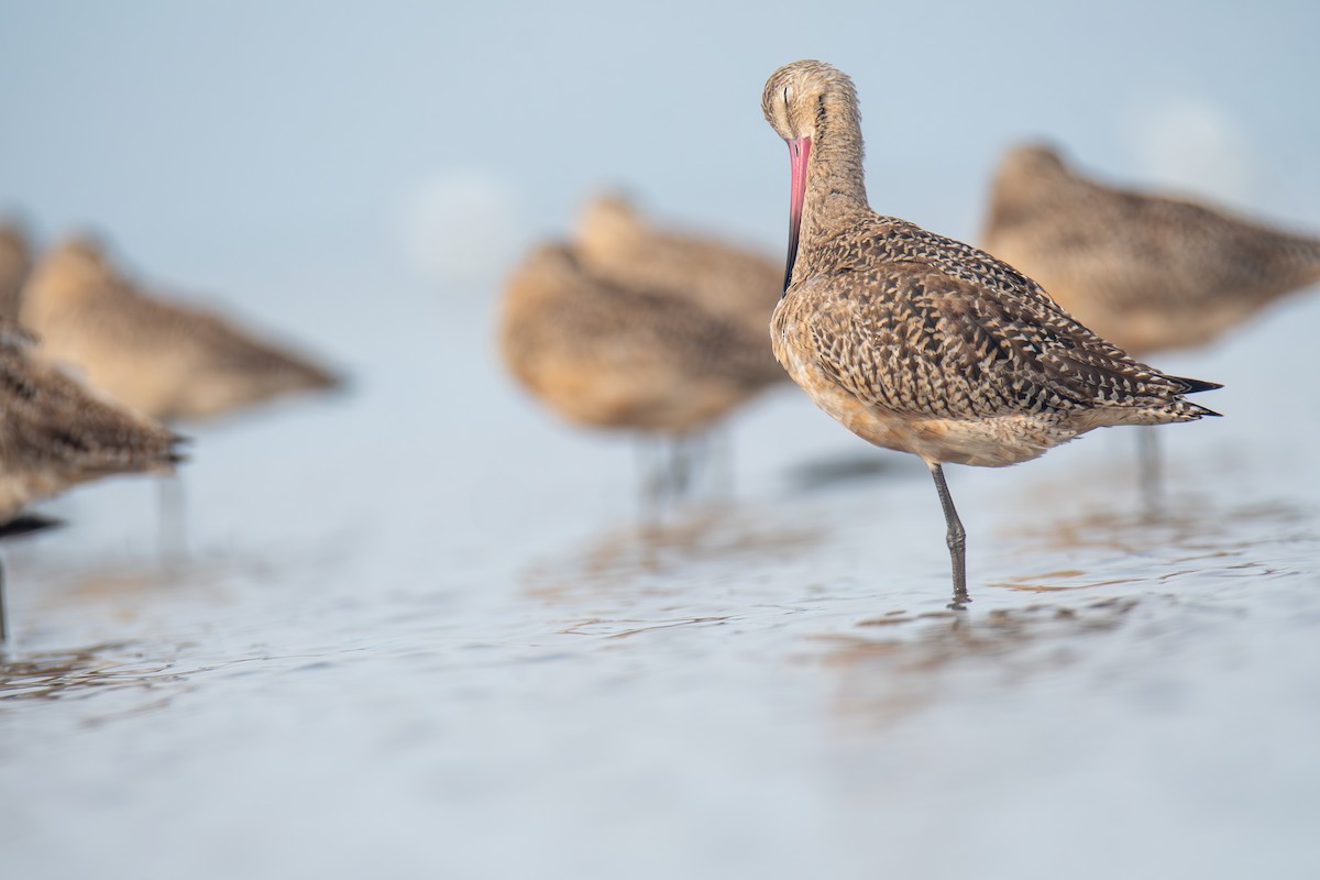 Marbled Godwit - M K