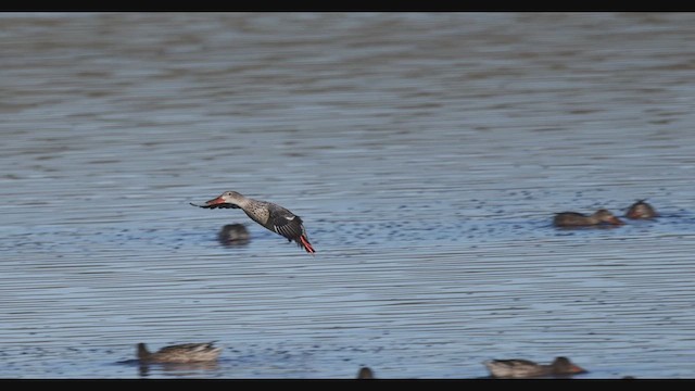 Northern Shoveler - ML609709995