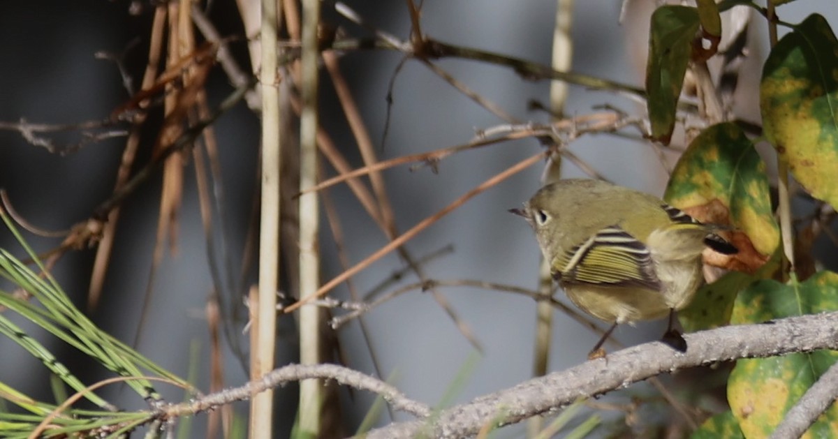 Ruby-crowned Kinglet - ML609710042