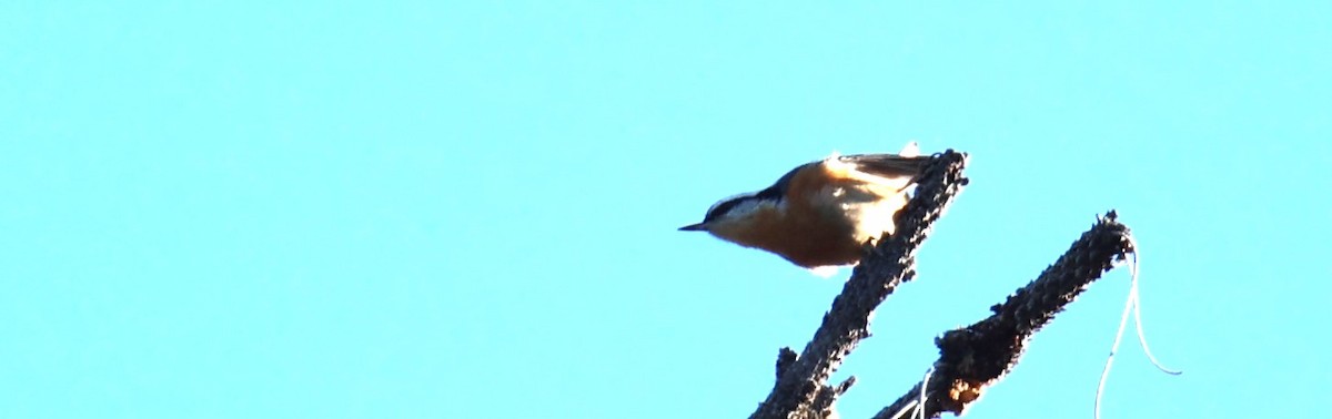 Red-breasted Nuthatch - ML609710058