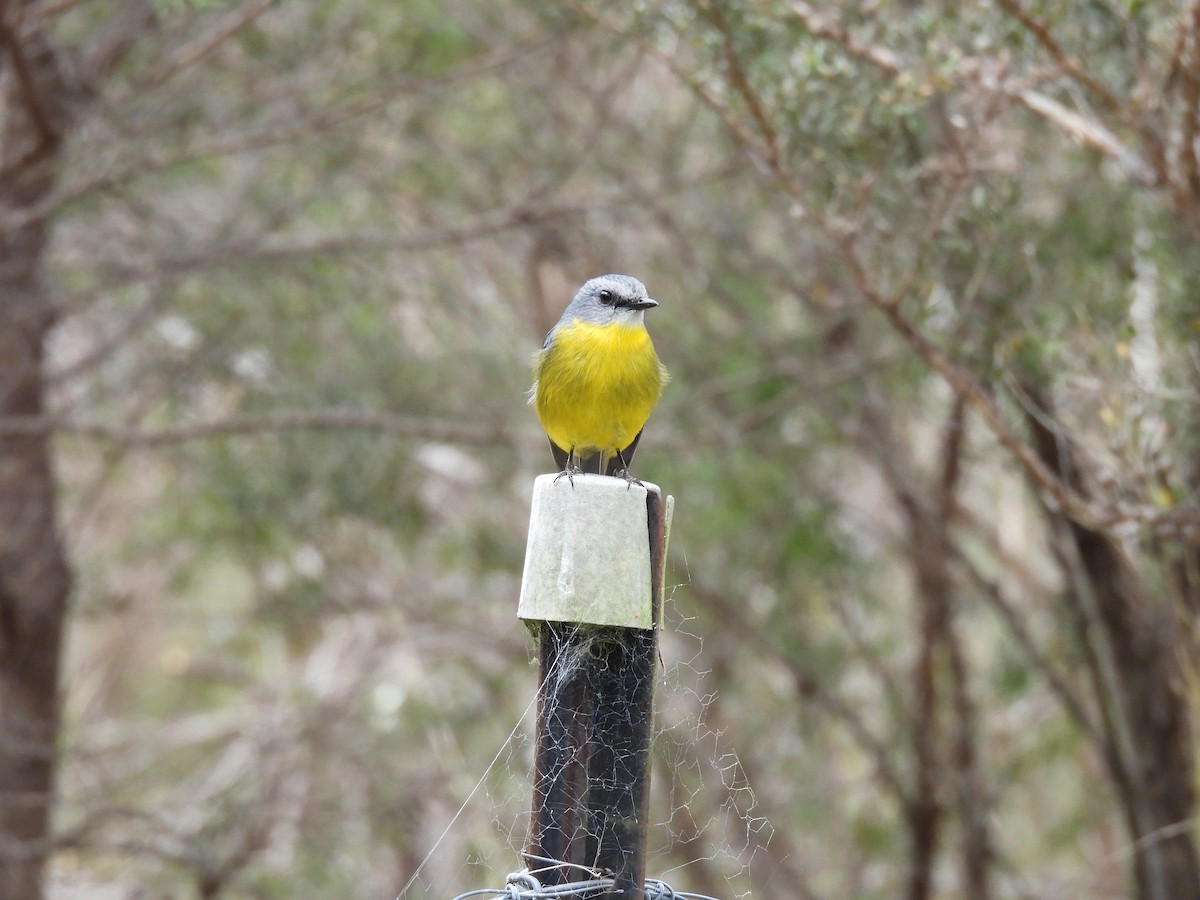 Eastern Yellow Robin - ML609710078