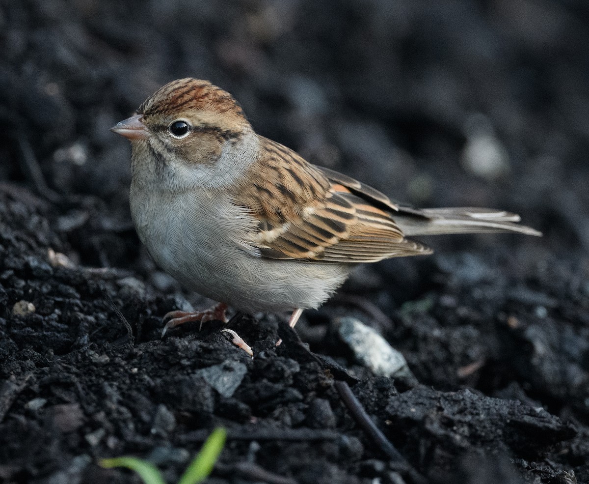 Chipping Sparrow - ML609710081