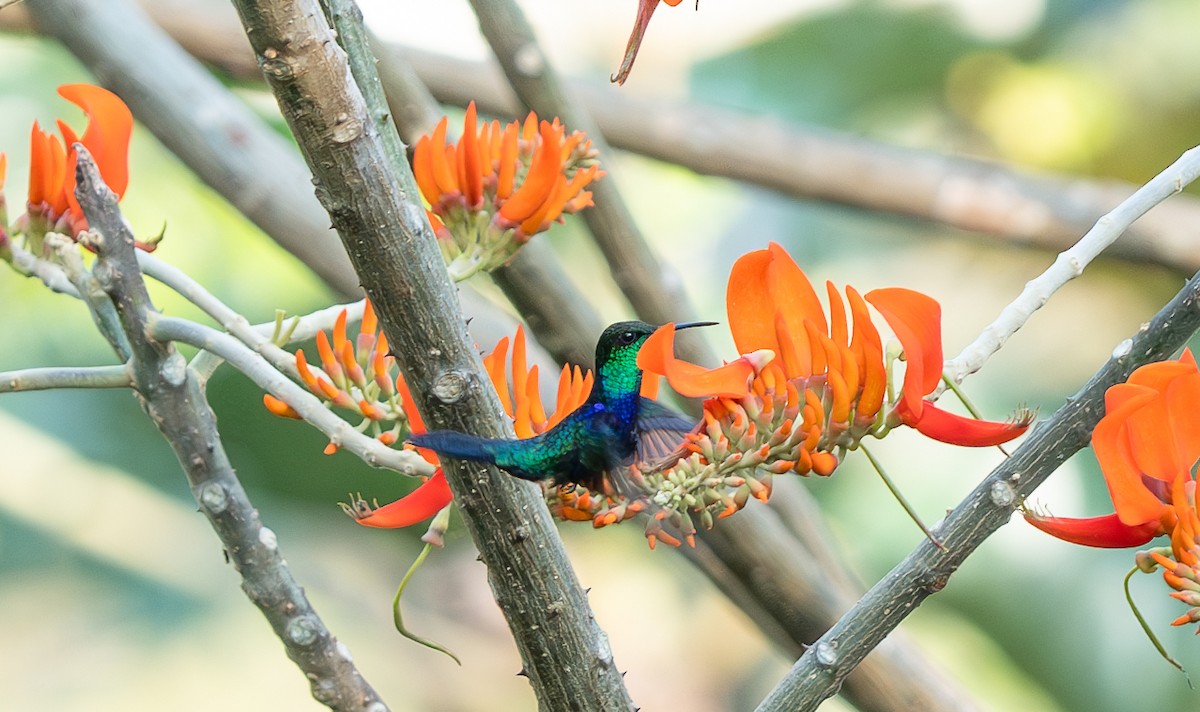 Zafiro Golondrina - ML609710090